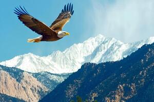 A majestic bald eagle soaring in the sky with snow-capped mountains in the background, capturing the beauty and power of this iconic bird in its natural habitat photo