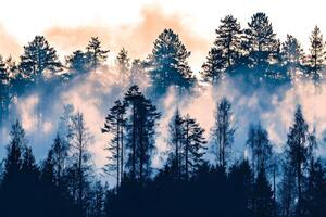 A dramatic silhouette of pine trees in a misty forest at sunset, with the fading light casting a mystical glow on the scene photo