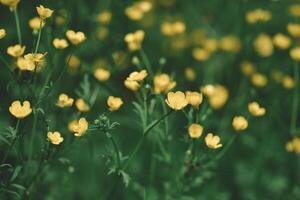 Field of Buttercups photo