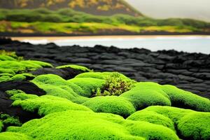 A beautiful natural contrast of green moss and black volcanic sand on a beach in Iceland. An atmospheric image conveying the uniqueness and power of nature. Toned photograph. photo