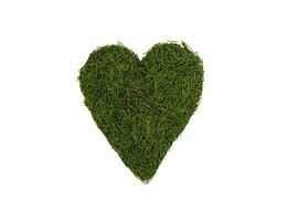 Spruce needles in the shape of a heart and isolated on a white background. Textured natural background. Creative composition for Valentine's Day. Top view. photo
