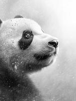 Close-up of a panda against a soft background photo