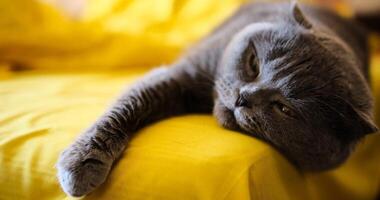 British cat resting on a vibrant yellow surface with a blurred background, showcasing the feline's relaxed demeanor. photo