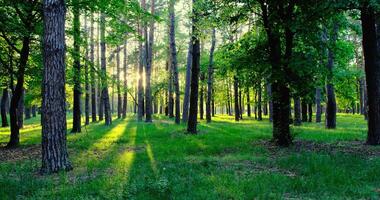 Enchanting forest bathed in sunlight, offering a captivating scene for nature lovers. Explore the serene beauty of the lush greenery photo