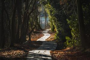 Stone Pathway with a Mix of Sunlight and Shade photo