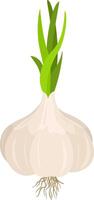 Fresh onion isolated on white vector