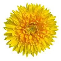 yellow chrysanthemum isolated on a white background photo