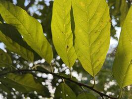 sugar apple leaf in nature garden photo