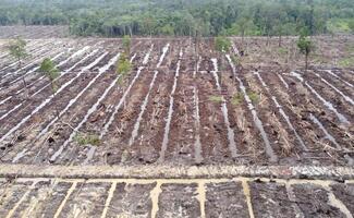 Glimpse into land clearing for sustainable oil palm photo