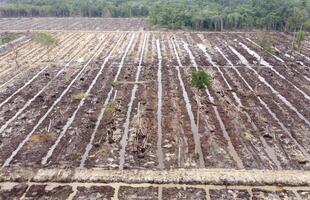 A glimpse into land clearing for sustainable oil palm photo