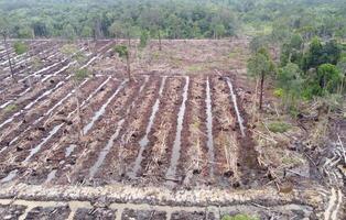 A glimpse into land clearing. photo