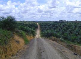 Oil palm plantations areas in the daylight photo