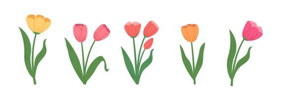 Set of spring tulip flowers in hand draw style. Botanical illustrations. vector