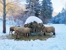 Flock of sheep eat hay from trough against the backdrop of fir trees in the snow photo