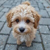 A small brown dog with long hair standing on a brick path photo