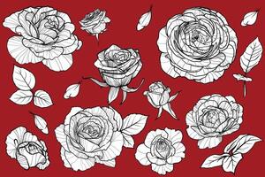 Roses blooms and leaves. Summer flowers on red background with black outline and white fill which are all in separate groups. vector