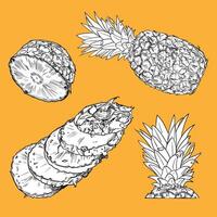 hand drawn pineapple. Outline fruits for graphic designs. Isolated graphic assets on yellow background. Ready to use and easy to edit. vector