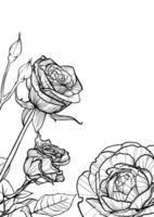 A4 roses black and white illustration with Thank you written. Hand drawn line art for an elegant simple card design. High quality flowers illustration for print and online projects. vector