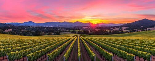 Landscape with Wealth concept. Vibrant vineyard landscape at sunset with rolling hills and colorful sky. photo