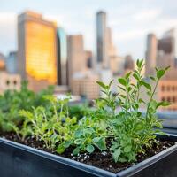 Economy urban concept. Urban rooftop garden with herbs and skyline in the background. photo