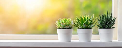 Burnout recovery mental concept. Succulents in white pots on a windowsill with a blurred background. photo