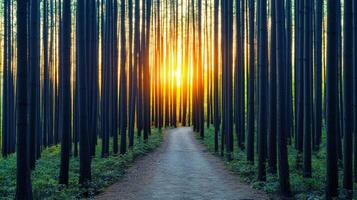 Burnout recovery mental concept. Serene forest path with sunlight filtering through tall trees. photo