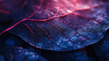 A close up of a leaf with red veins photo