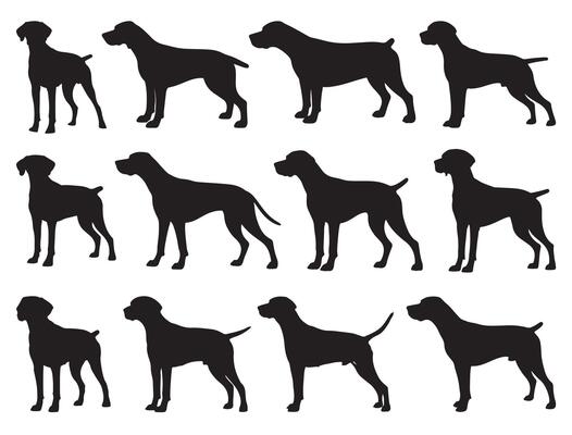 Pointer dog silhouette white background