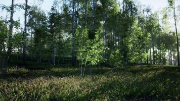 Dense Forest With Birch Trees and Lush Grass video