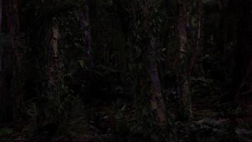 Dense forest filled with tall trees and lush green foliage during twilight video