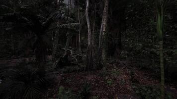 Dense rainforest under moonlight with shadows and foliage visible video