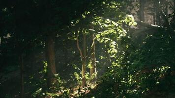 Sunlight filtering through trees in a serene forest setting during afternoon video