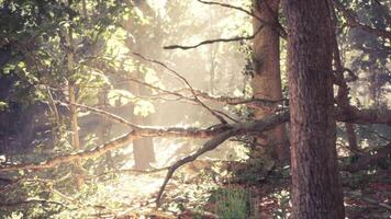 Sunlight filtering through trees in a serene forest during early morning hours video