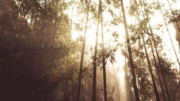 Sunlight filtering through bamboo forest creates a serene atmosphere in nature video