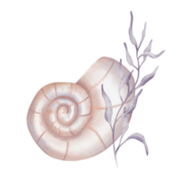 Watercolor composition of Seashell and Seaweed. hand drawn illustration of Sea Shell and violet Algae on isolated background. Undersea element for design in marine vintage style. png