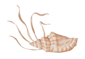 Watercolor composition of Seashell and Seaweed. hand drawn illustration of coral Sea Shell and brown Algae on isolated background. Undersea element for design in marine vintage style. png