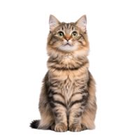 A fluffy, attentive cat with beautiful fur and bright eyes, sitting gracefully. png