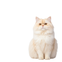 A fluffy Persian cat sitting gracefully, showcasing its elegant fur and expressive eyes. png