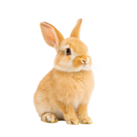 Cute fluffy rabbit sitting quietly, showcasing its soft fur and curious expression. png