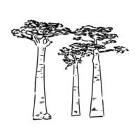 a drawing of three trees with leaves vector