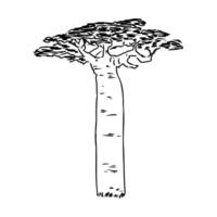 a drawing of a baobab tree on a white background vector