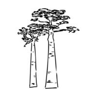 a drawing of two tall trees on a white background vector