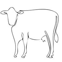 minimalist drawing of a dairy cow straight and side view drawn with one line, for logos, decor or posters vector