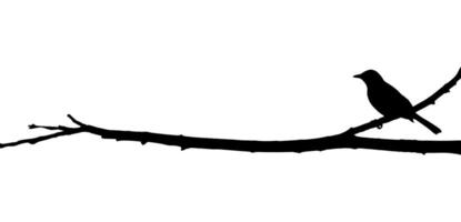 Bird on branch silhouette illustration with a white background. vector