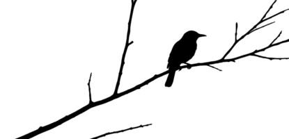 Bird on tree branch with a white background vector