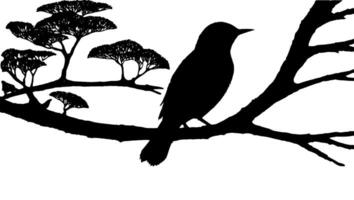 Bird silhouette on tree branch vector