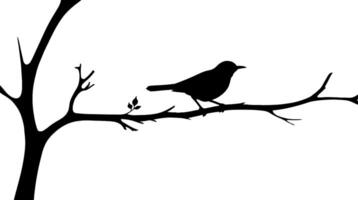 Bird on tree branch silhouette on a white background vector
