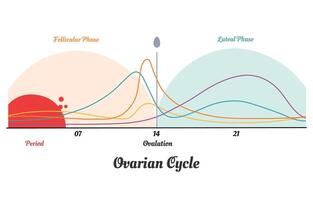 Menstrual cycle. Hormone levels, Ovarian cycle vector
