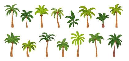 Palm tree. Tropical trees. Hawaii resort nature tree with exotic leaves, coconut, banana, trunk and fruits. Jungle summer plants on paradise, island, resort. set vector