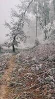 Discover Mystical Winter Wonderland nestled deep within Frosty Forest landscape video
